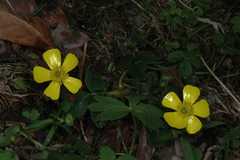 Ranunculus laetus